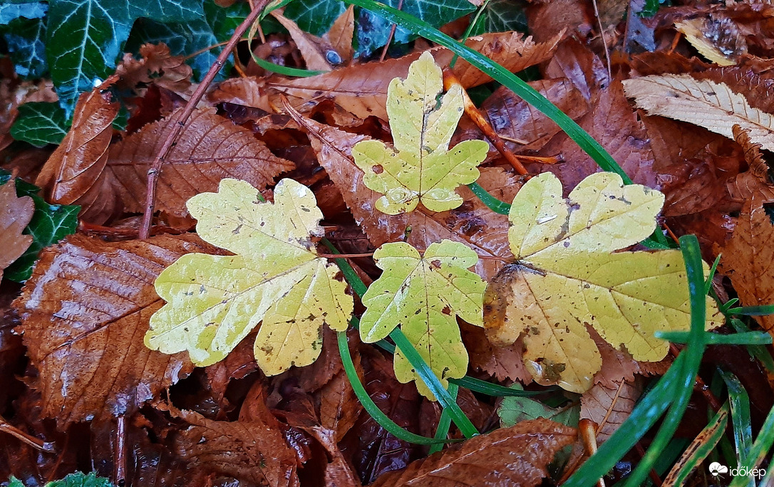Novemberi csendélet szitáló köddel borítva... :)