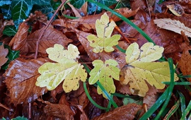 Novemberi csendélet szitáló köddel borítva... :)