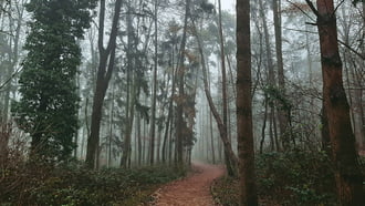 Ködbe vezető erdei séta 1. :)