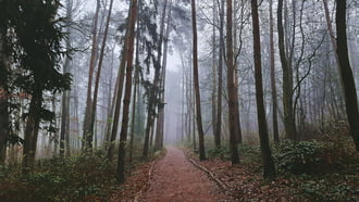 Ködbe vezető erdei séta 2. :)