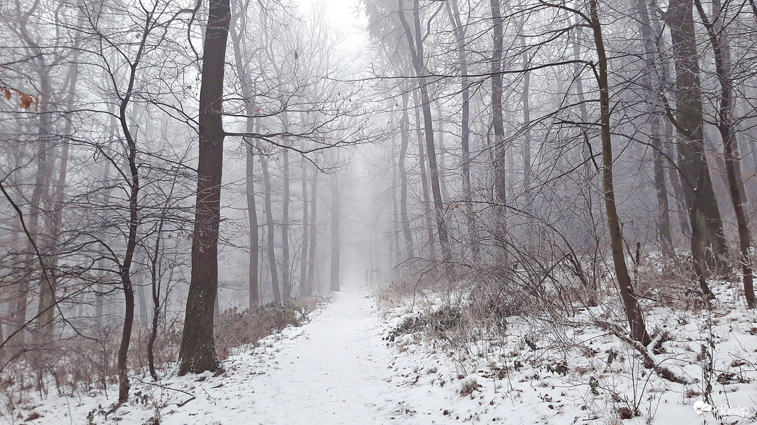 Köd és hó találkozás a Soproni Parkerdőben 1. :)