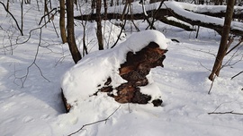 Közel 30 cm hó a Soproni Parkerdőben 1. :)