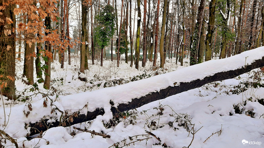 Közel 30 cm hó a Soproni Parkerdőben 4. :)