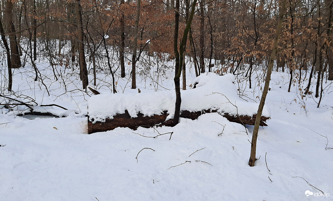 Közel 30 cm hó a Soproni Parkerdőben 6. :)