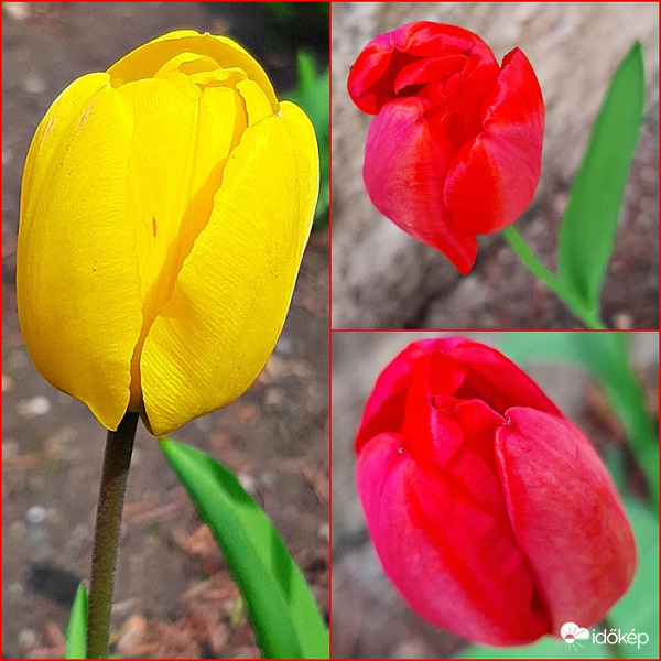 Egy csokor tulipán :)