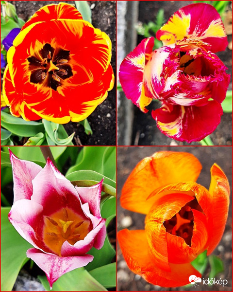 Tulipán egyveleg 2. - A cirmosok... :)