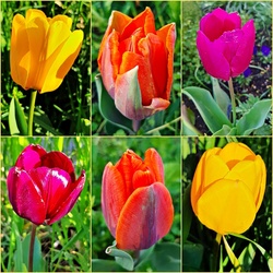 Hat áprilisi tulipán egy csokorban :)