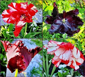 Tulipán quartett :)