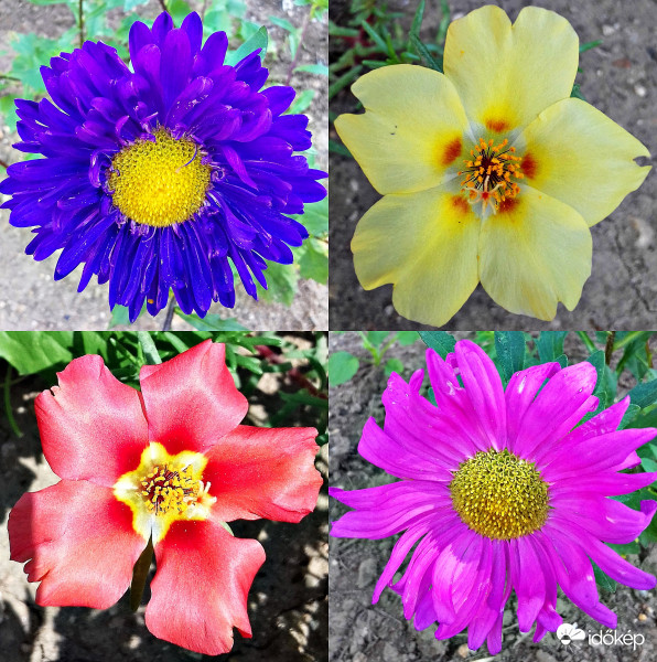 Virágcsokor augusztus elejéről :)