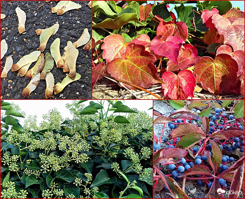Az ősz jelei egy csokorban... :)