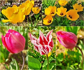 Egy csokor tulipán nagymamám kertjéből :)