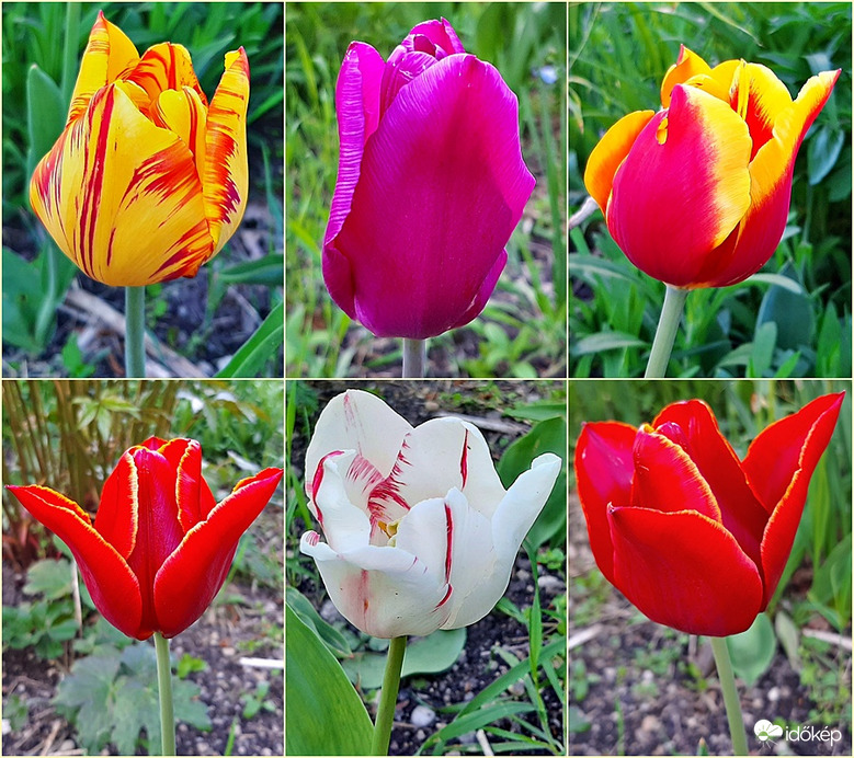 Tulipán gyűjtemény :)