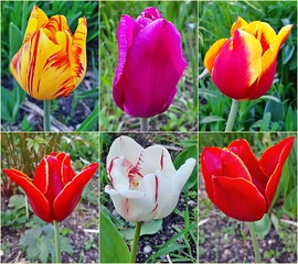 Tulipán gyűjtemény :)