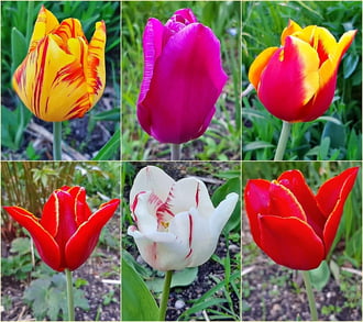 Tulipán gyűjtemény :)