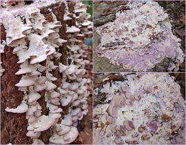 Lilaszegélyű egyrétűtapló :)