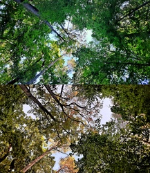 Variációk erdős égképekre... :)