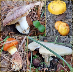 Újabb gombatabló szeptemberből 2. :)