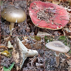 Még egy kis gombafelhozatal... :)