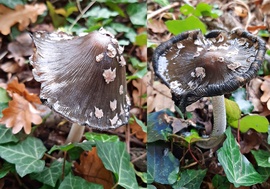 Harkálytintagomba két stációja :)