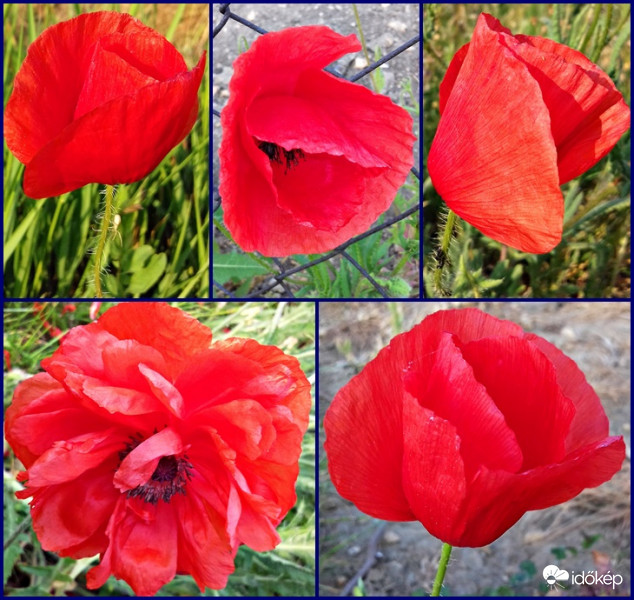 Pipacsok még májusból... :)