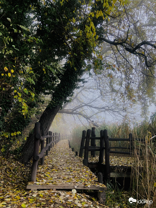 Ködös reggelek a Duna mellett