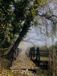 Ködös reggelek a Duna mellett