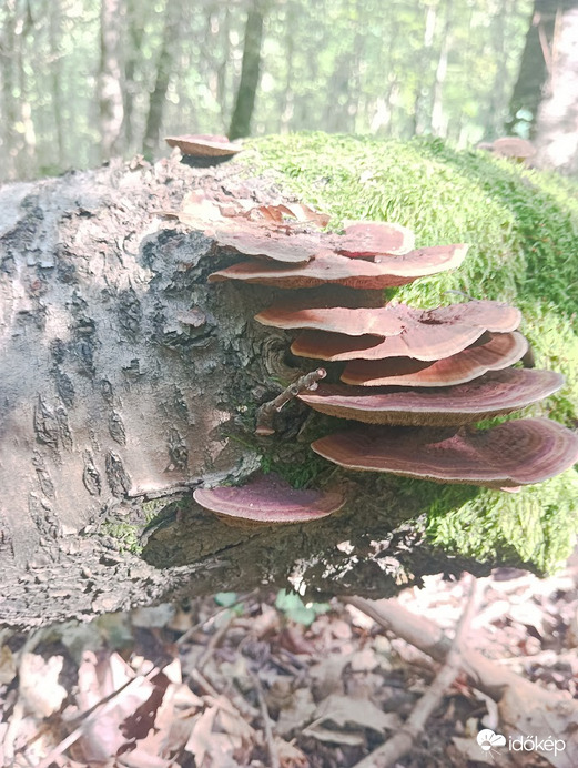A lépcső.
