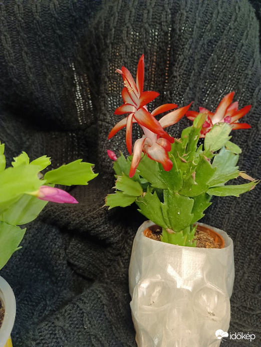 Karácsonykaktusz(/hálaadás, Schlumbergera)