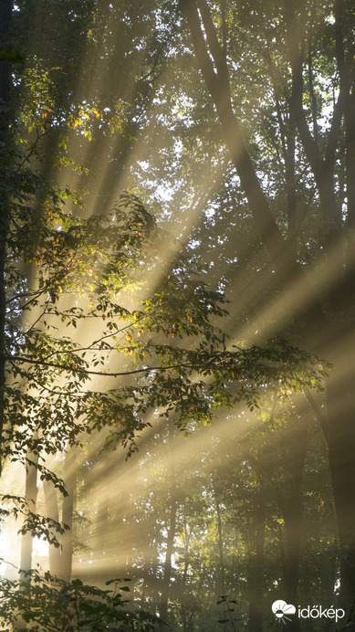 Reggeli sugarak a Zselicben