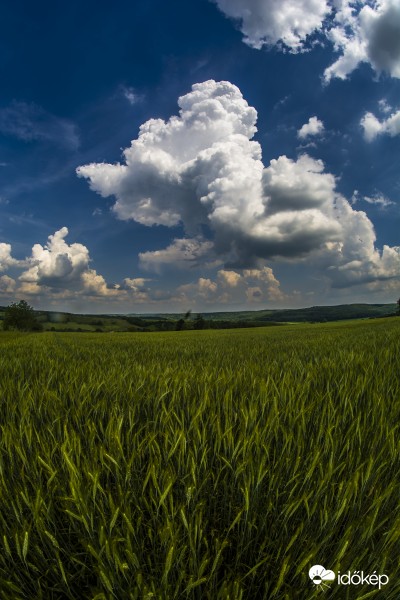 Kis haboska