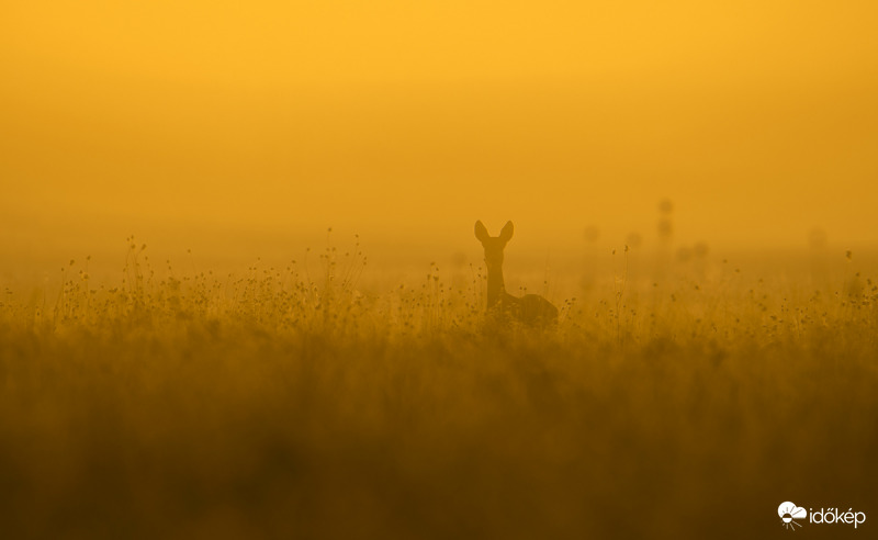 Ellenfényes találkozás