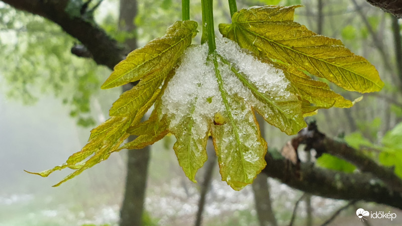 Írott-kő, Kőszeg 2019.05.05.