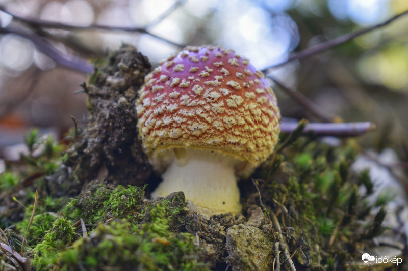 Ősz a Kőszegi-hegységben 2017.10.12.