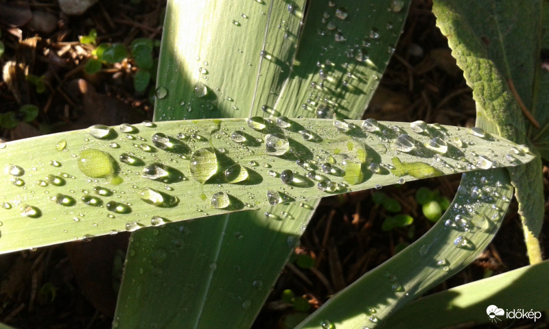 Reggeli harmat.