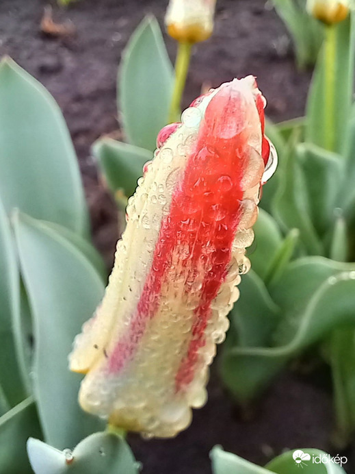 Gyöngyöző mini tulipán.