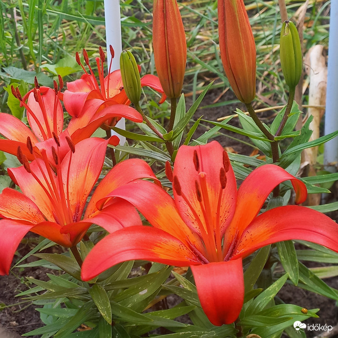 Liliom 2