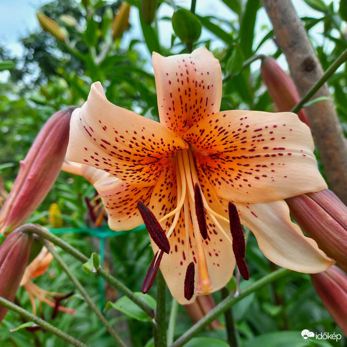 Liliom
