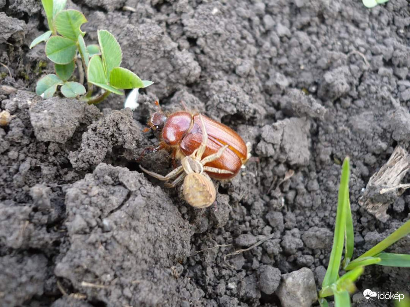 A pók fogságában
