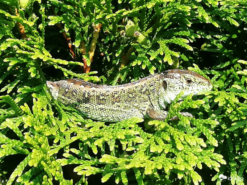 Napozok