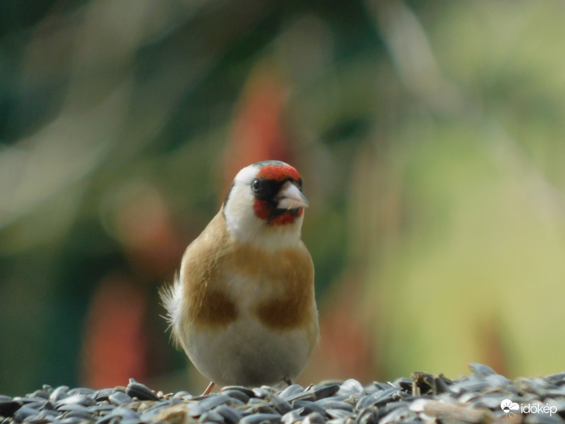 Pihetollba tép a szél