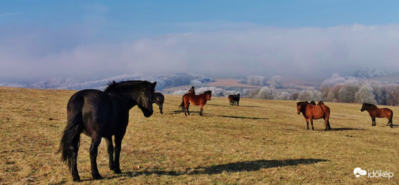 Tájkép  Lovakkal