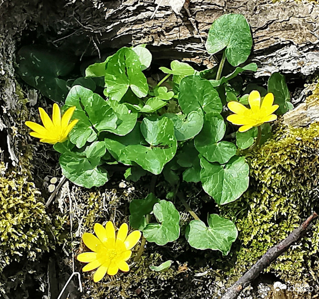 Mohák ölelésében