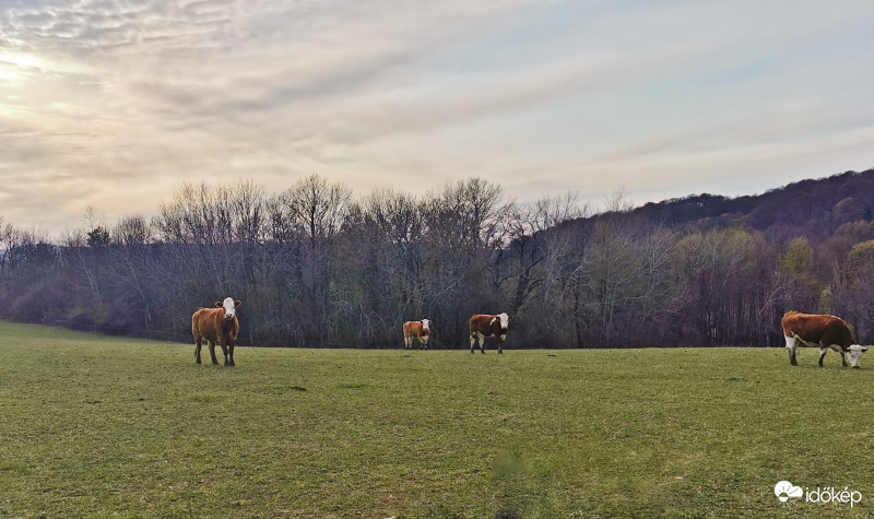 Békés Bakonyi táj