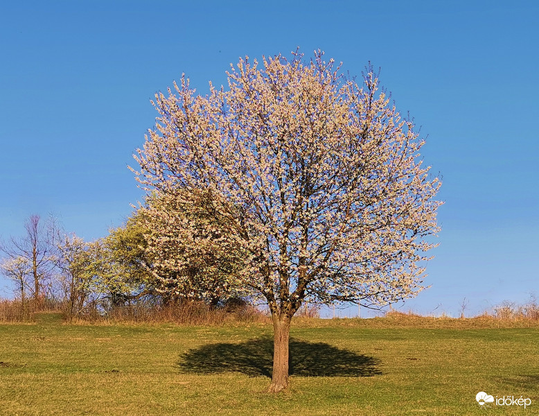 Cseresznyefa virágzás