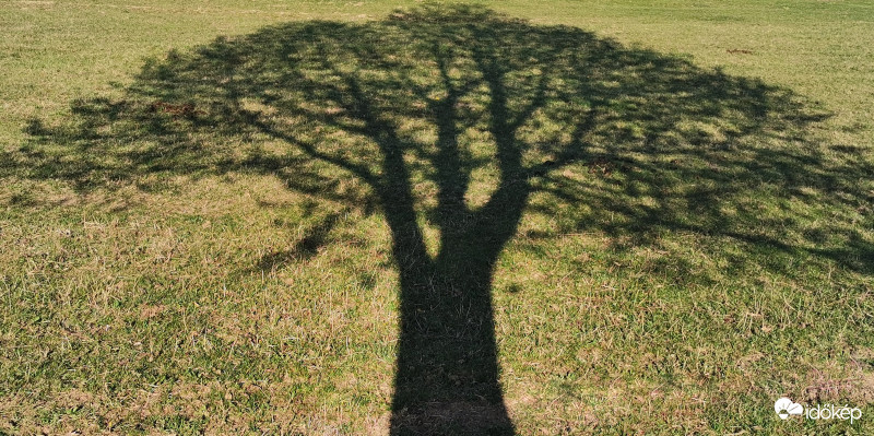 Szép fa, szép árnyéka.