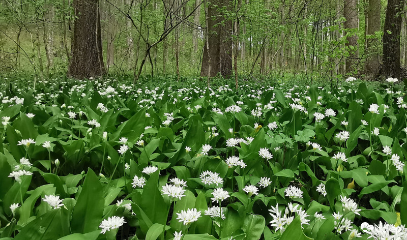Virágzik a medvehagyma.