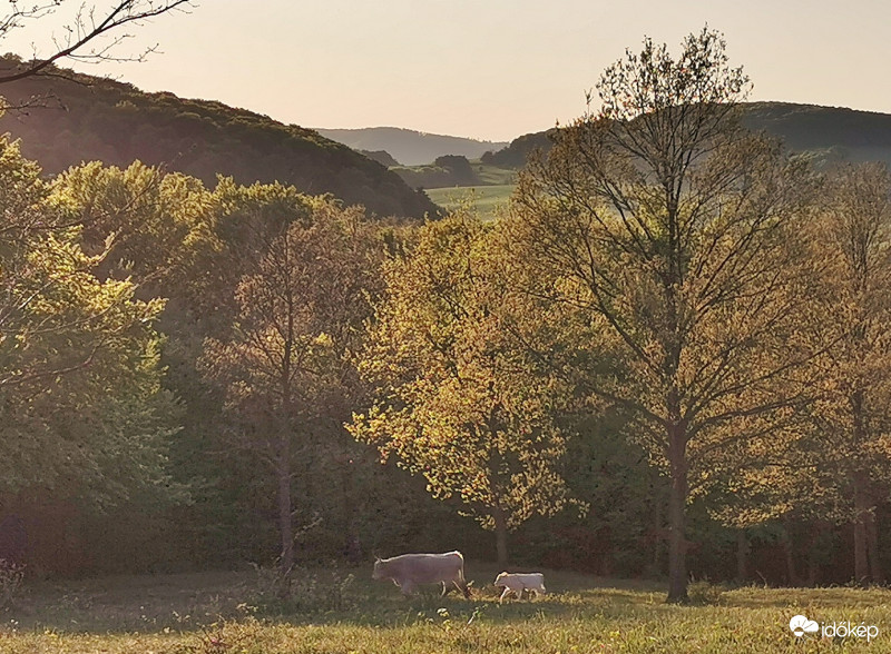 Anyu  várj ne siess.