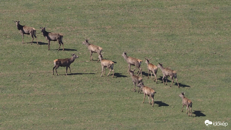 Már csak kevésnek van agancsa