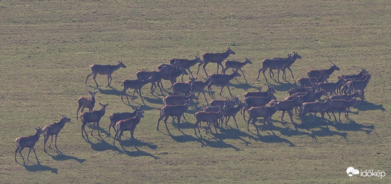 Alkonyatkor bátrabban kijönnek.