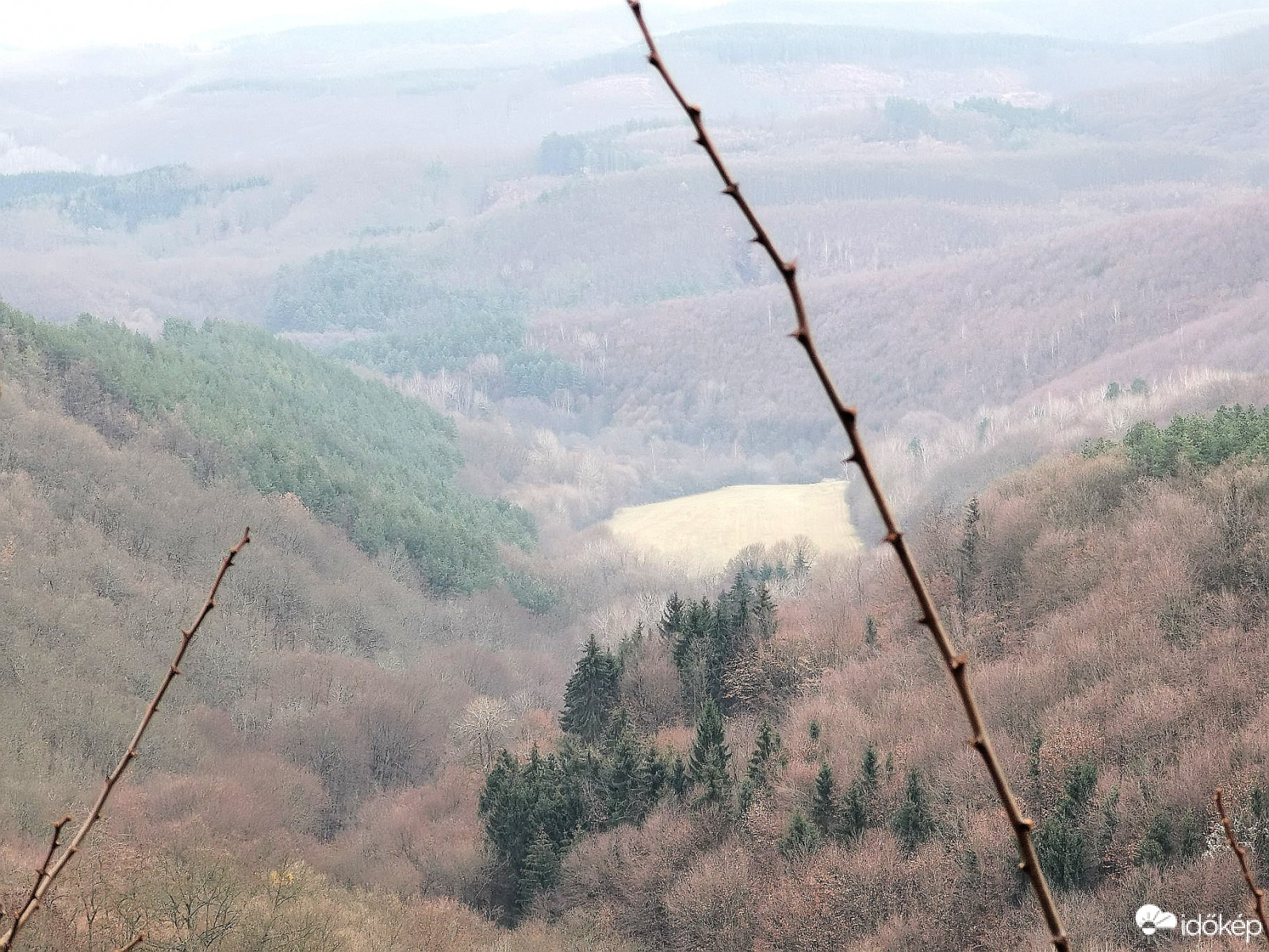 Ködös erdő